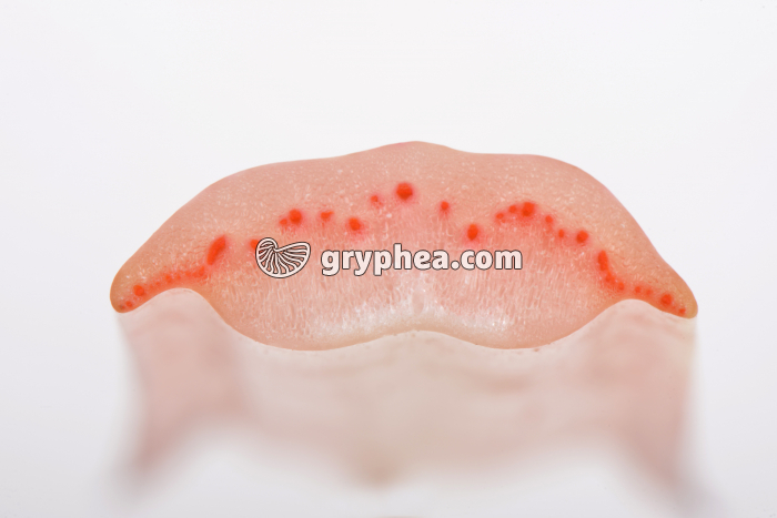 Tige de Cébette après traitement à l'éosine CT - gryphea.org